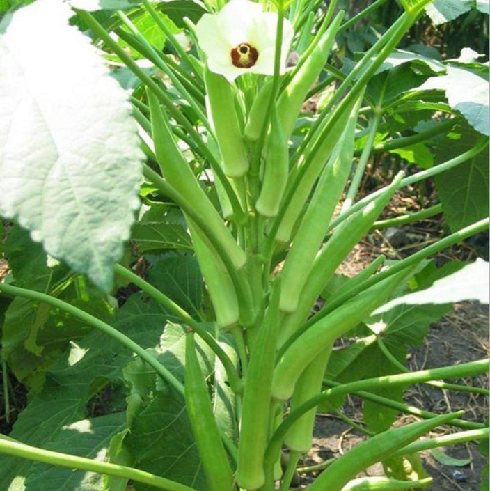 Corn